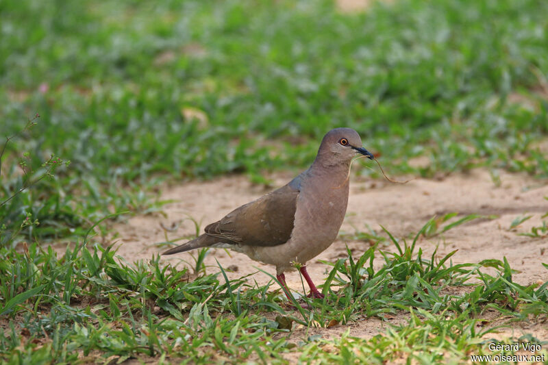 White-tipped Doveadult, Reproduction-nesting