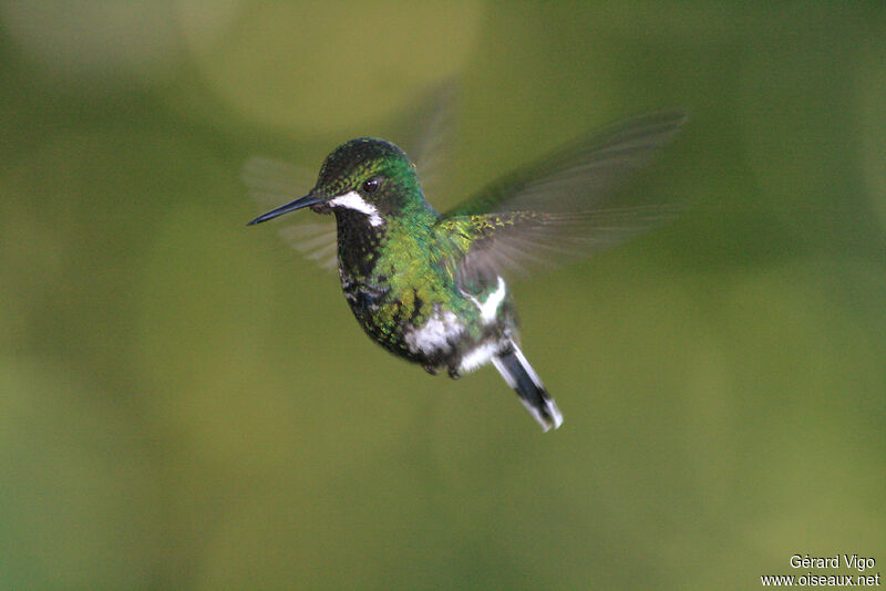 Green Thorntail female adult, Flight