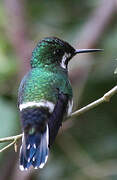 Green Thorntail