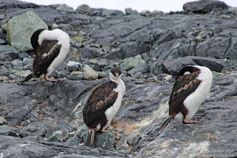 Cormoran antarctiqueadulte