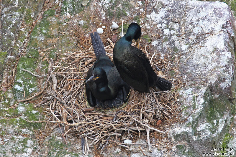 European Shagadult, Reproduction-nesting