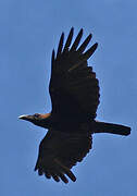 Brown-headed Crow