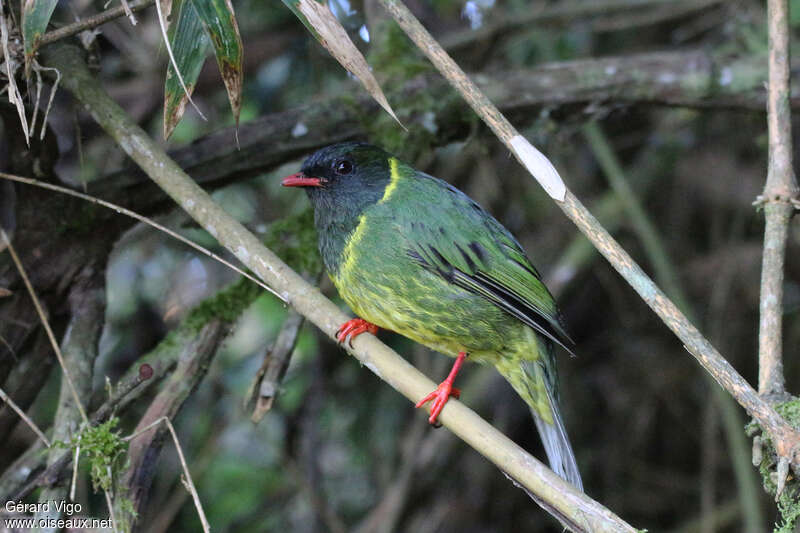 Green-and-black Fruiteater male adult, identification