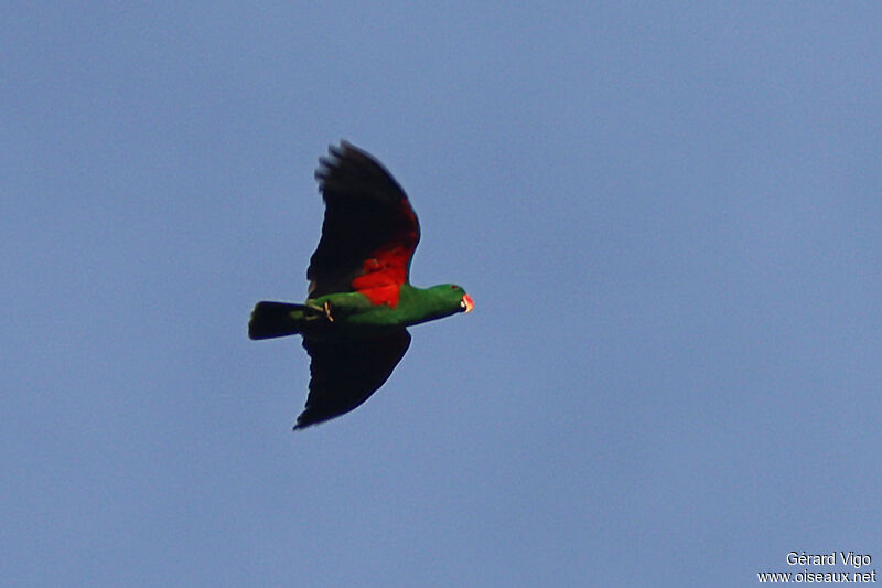 Papuan Eclectus male adult, Flight