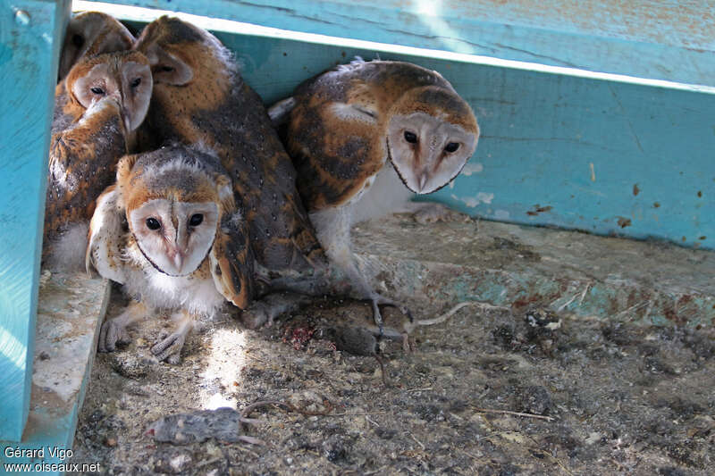 Western Barn Owl, pigmentation, feeding habits, Reproduction-nesting