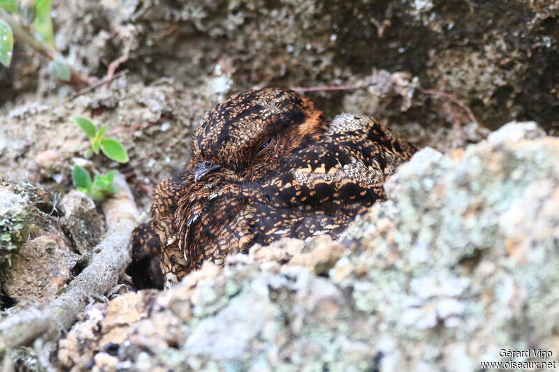 Lyre-tailed Nightjar female adult, Reproduction-nesting