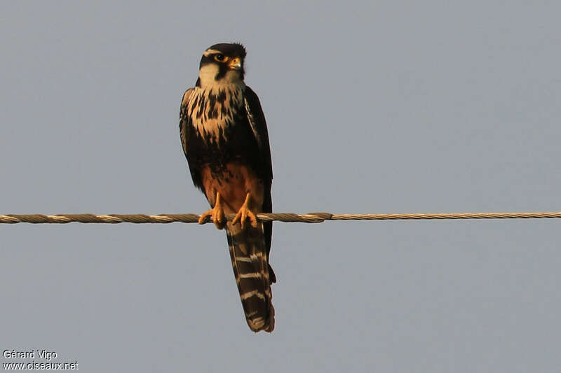 Aplomado Falconjuvenile, identification