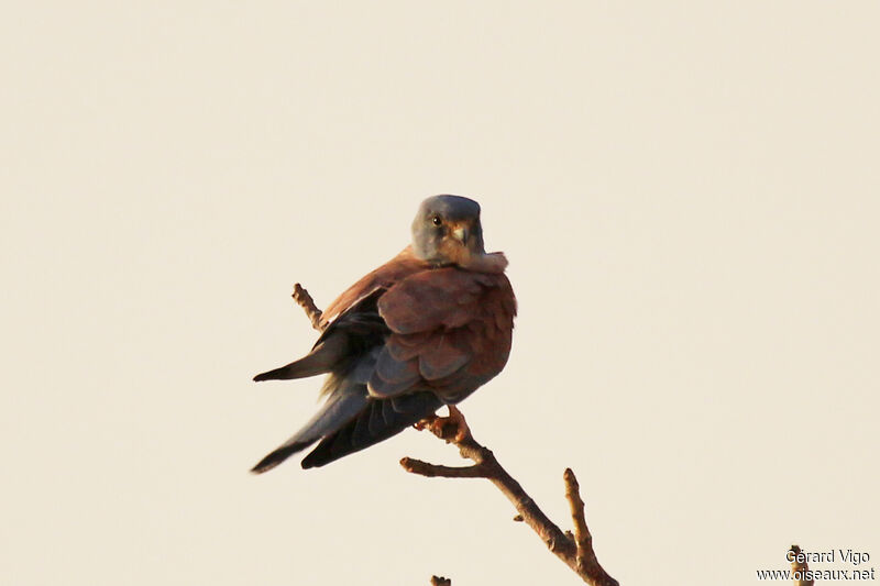Faucon crécerellette mâle adulte