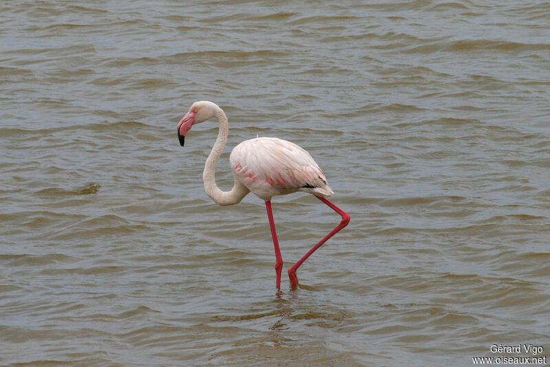 Greater Flamingoadult