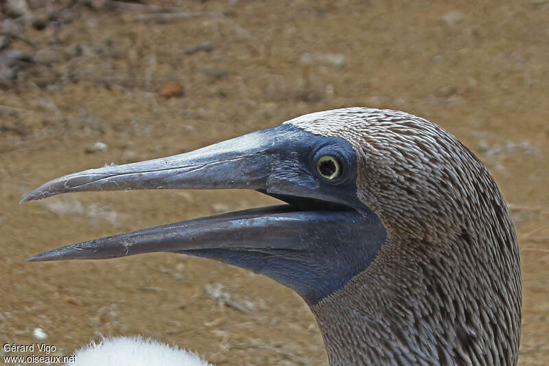 Blue-footed Boobyadult, close-up portrait