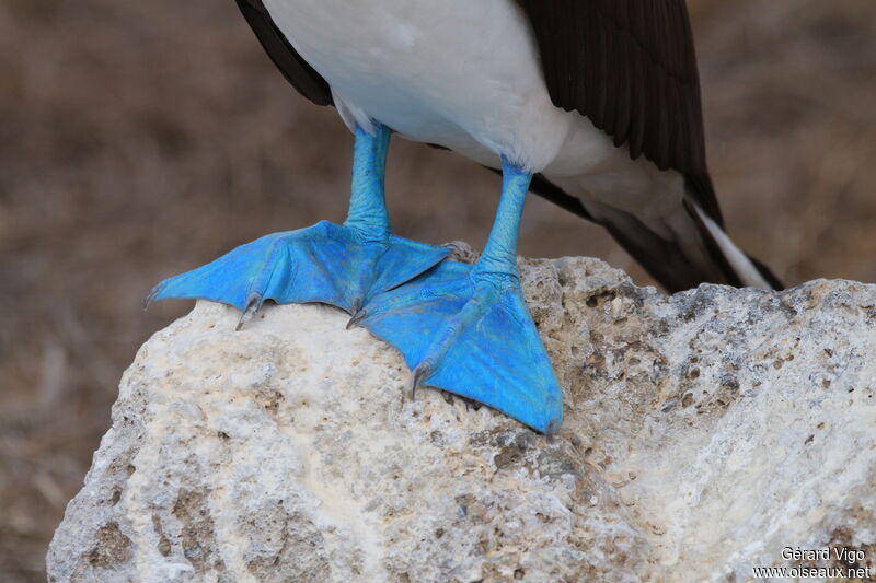 Blue-footed Boobyadult, clues