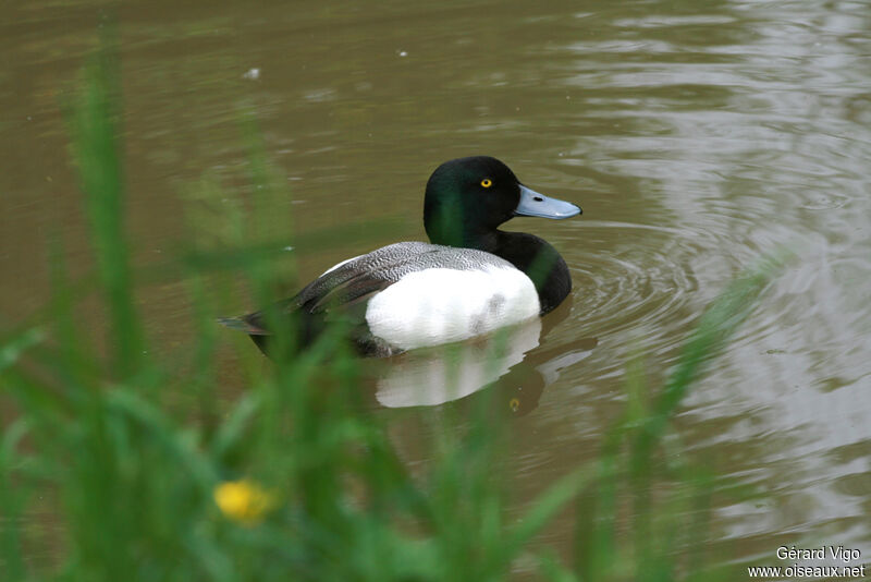 Greater Scaup male adult