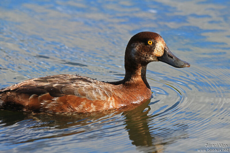 Greater Scaup female adult breeding