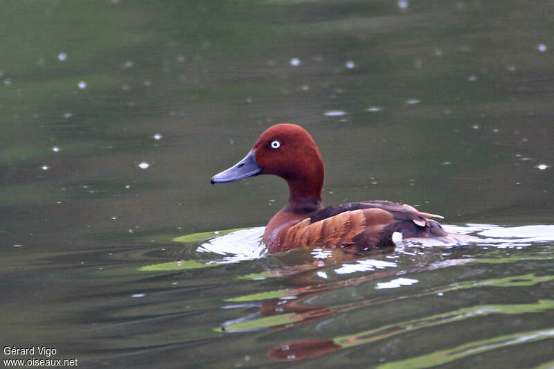 Ferruginous Duck male adult breeding, swimming