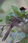 Striped Cuckoo