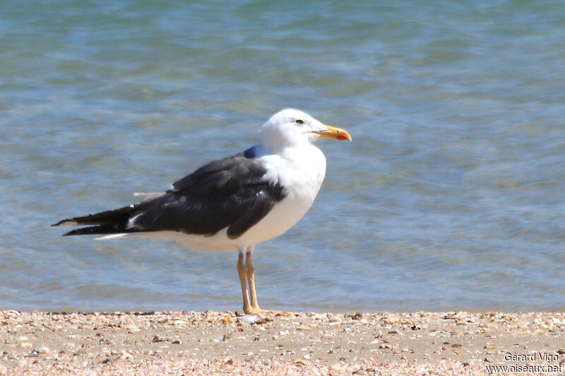 Lesser Black-backed Gull (heuglini)adult