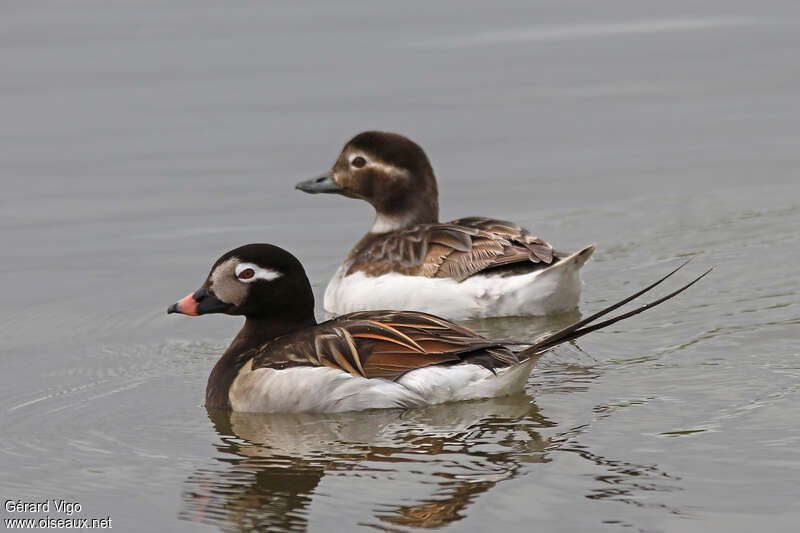 Long-tailed Duckadult breeding, pigmentation, swimming