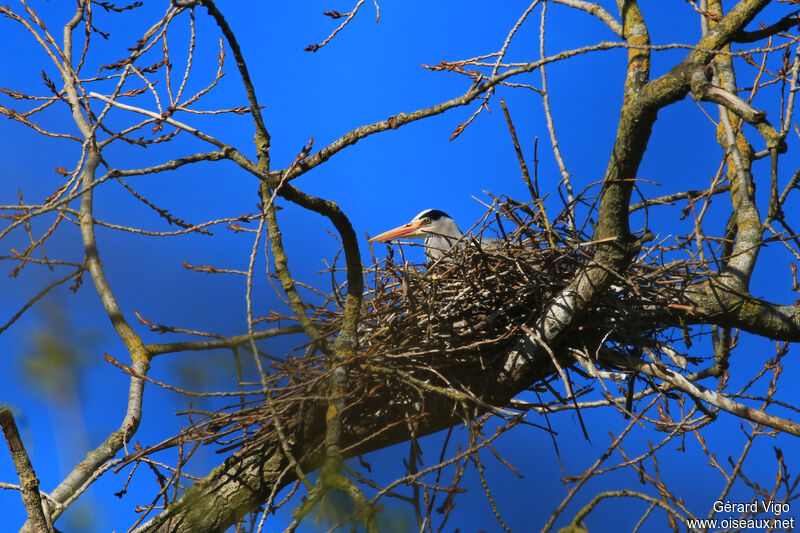 Grey Heronadult, Reproduction-nesting