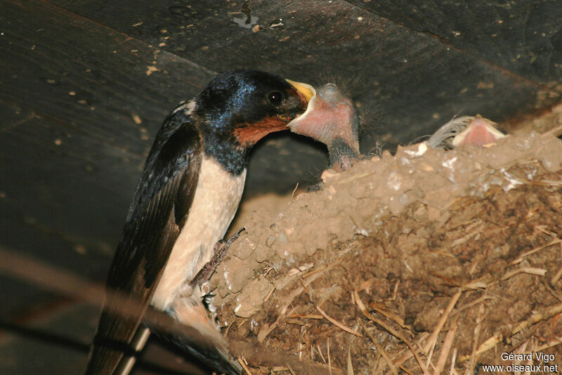 Barn Swallowadult, Reproduction-nesting