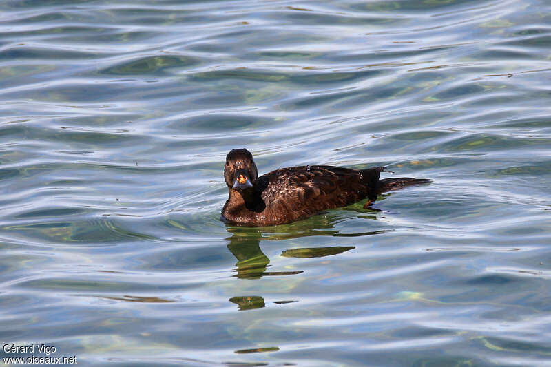 Common Scoter male Second year, identification