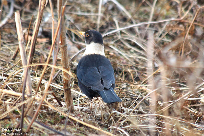 White-collared Blackbird male adult