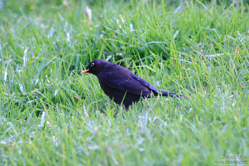 Sooty Thrush male adult