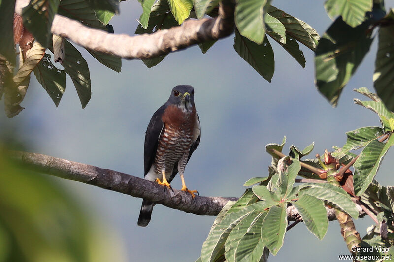 Double-toothed Kiteadult