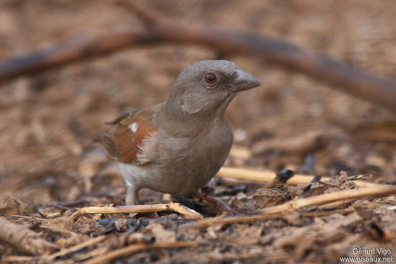 Northern Grey-headed Sparrowadult, close-up portrait
