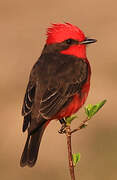 Scarlet Flycatcher
