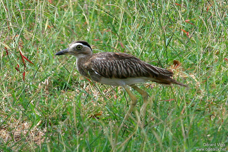 Double-striped Thick-kneeadult