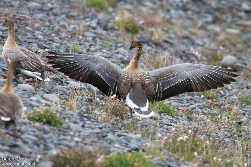 Pink-footed Gooseadult, aspect, pigmentation