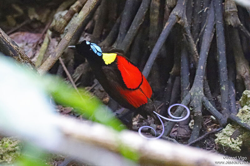 Wilson's Bird-of-paradise male adult