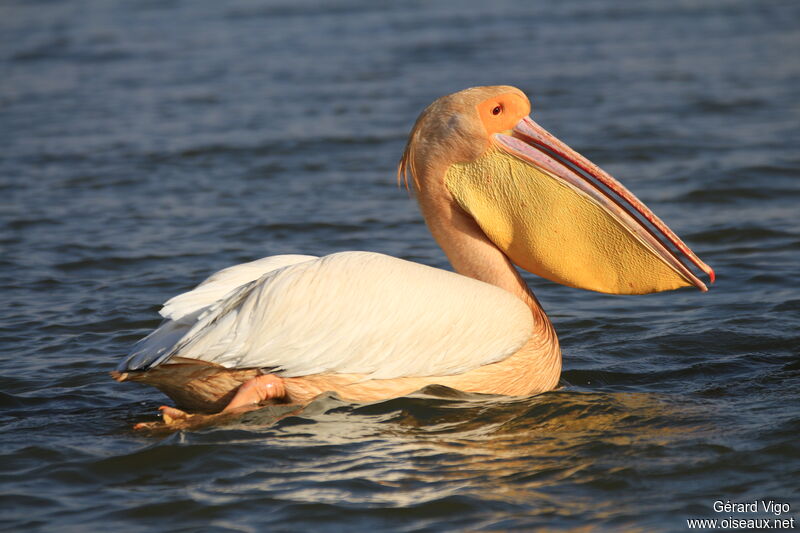 Great White Pelican male adult