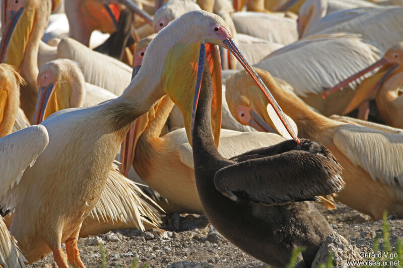Great White Pelican, eats