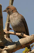Sahel Bush Sparrow