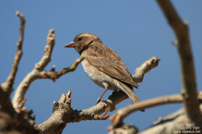 Sahel Bush Sparrow female adult