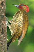 Rufous-winged Woodpecker