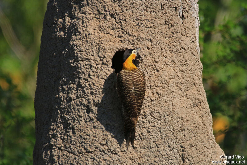 Campo Flicker male adult