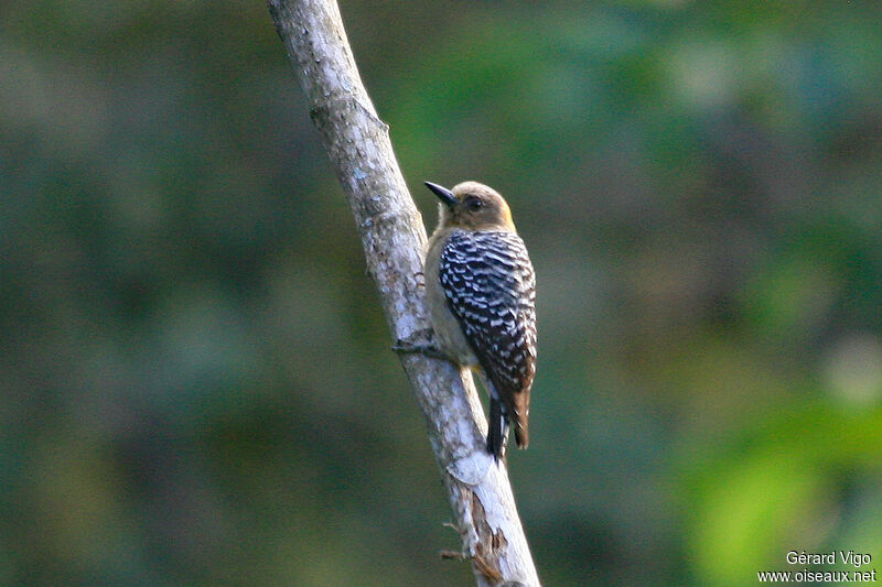 Hoffmann's Woodpecker female adult