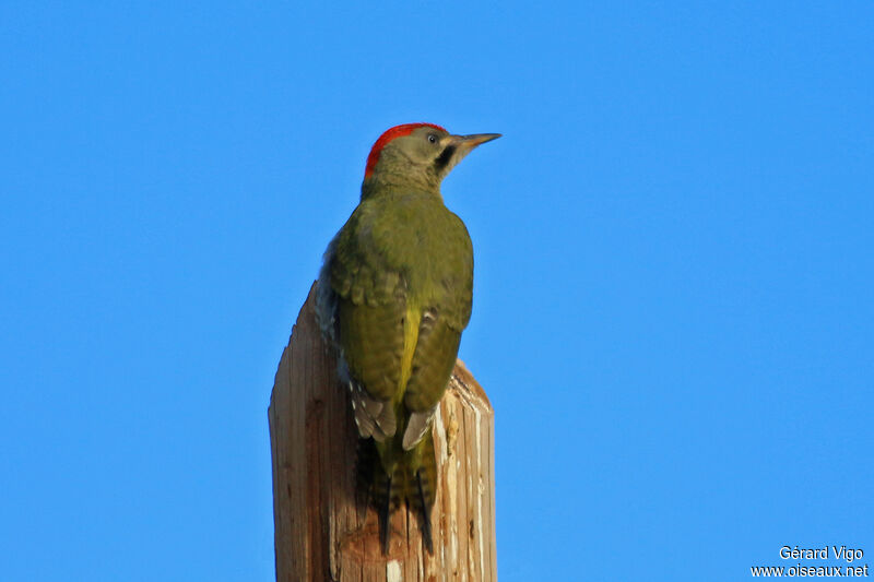 Levaillant's Woodpecker male adult