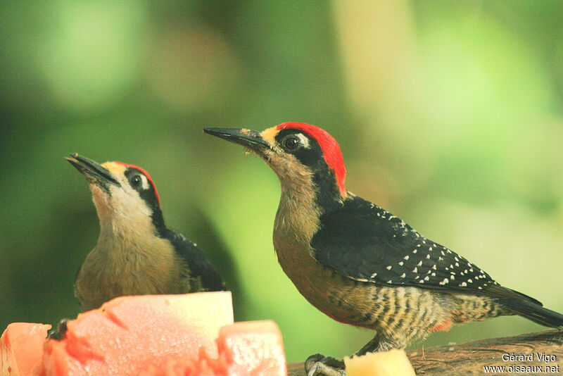 Black-cheeked Woodpecker male adult