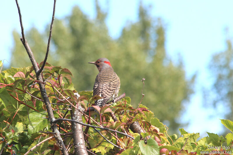 Northern Flicker male adult