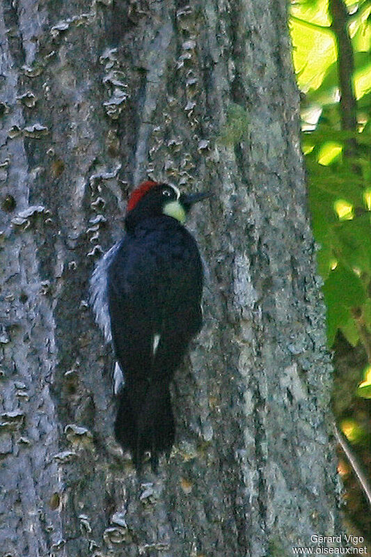 Acorn Woodpecker male adult