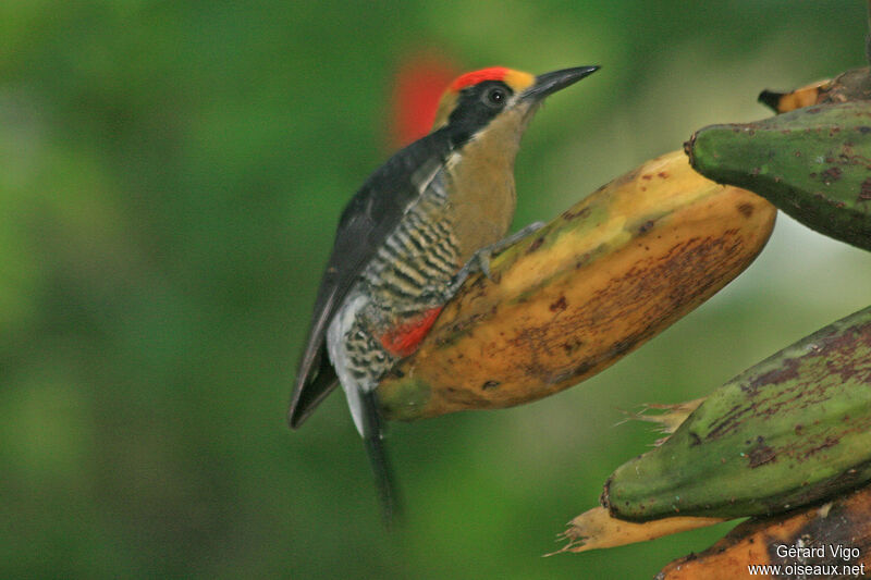 Golden-naped Woodpecker male adult