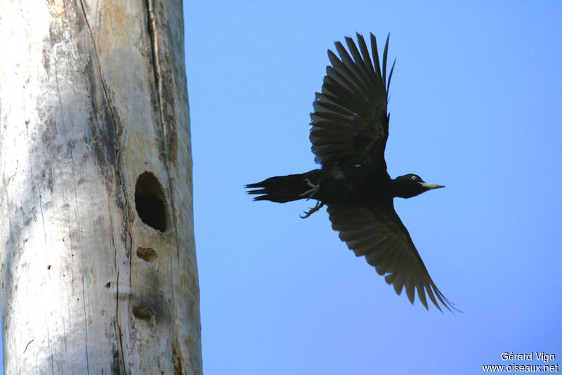 Black Woodpecker, Flight