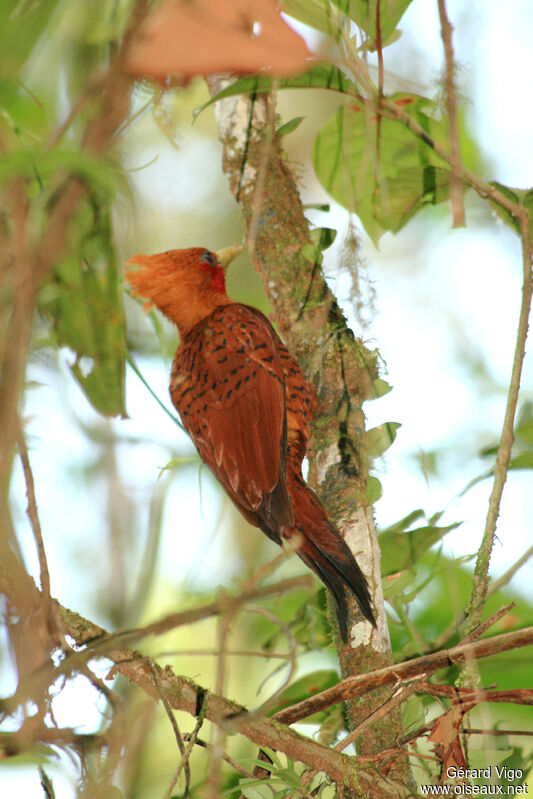 Chestnut-colored Woodpeckeradult