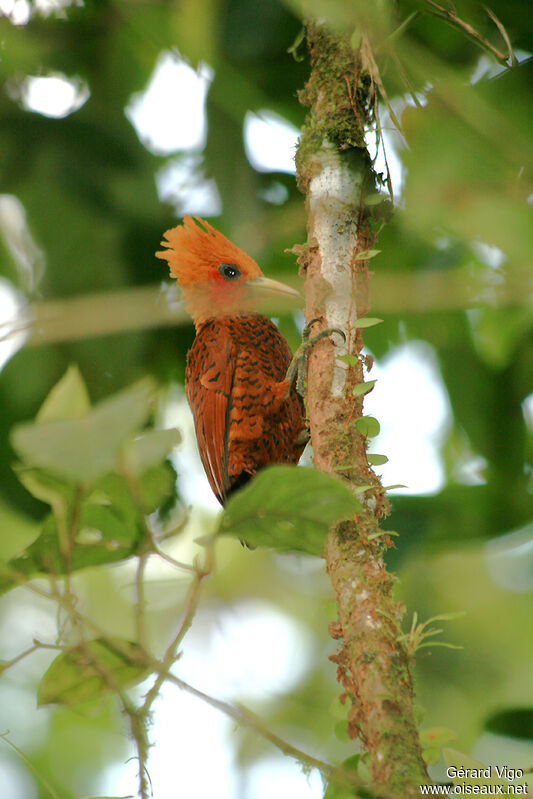 Chestnut-colored Woodpeckeradult