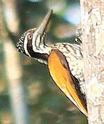 Buff-spotted Flameback
