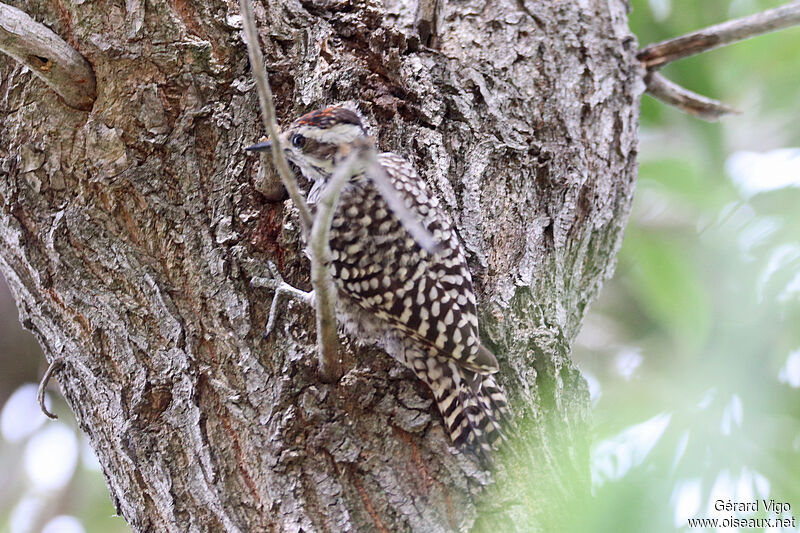 Checkered Woodpeckeradult