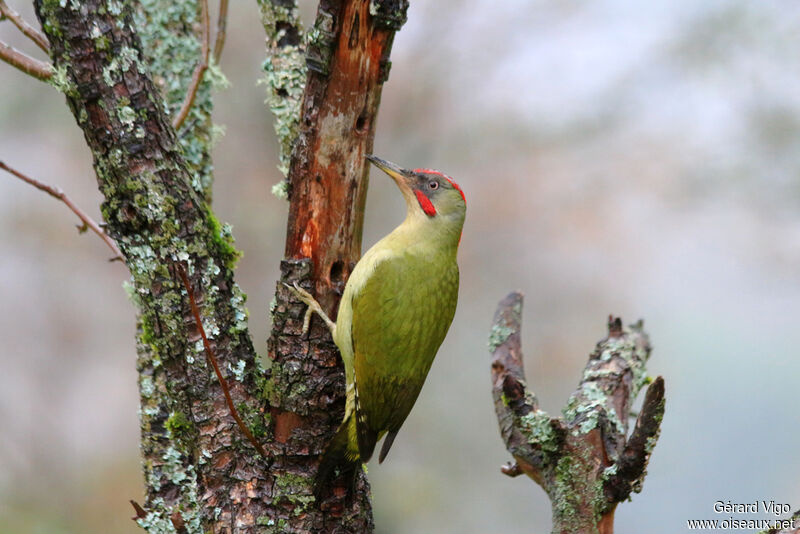 European Green Woodpecker male adult